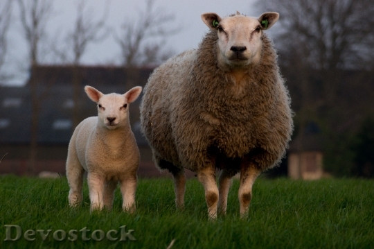 Devostock Sheep Lamb Family Mother