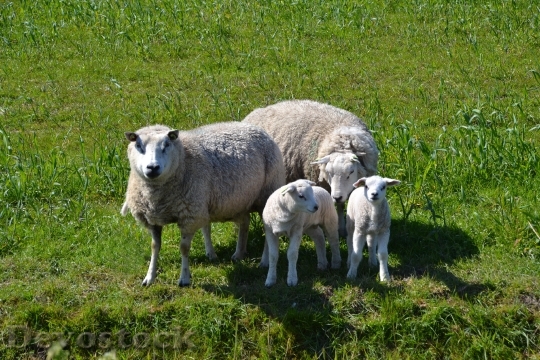 Devostock Sheep Lamb Family Texel