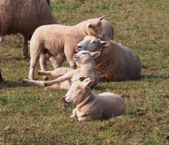Devostock Sheep Lamb Sch C3
