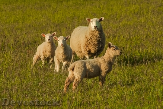 Devostock Sheep Nature Animals Farm