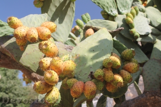 Devostock Sicily Plants Italy Fruit
