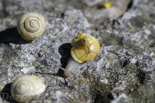 Devostock Snails Crawl Steinig Yellow