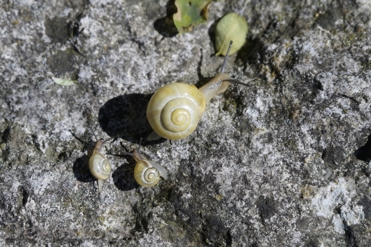 Devostock Snails Family Crawl Steinig