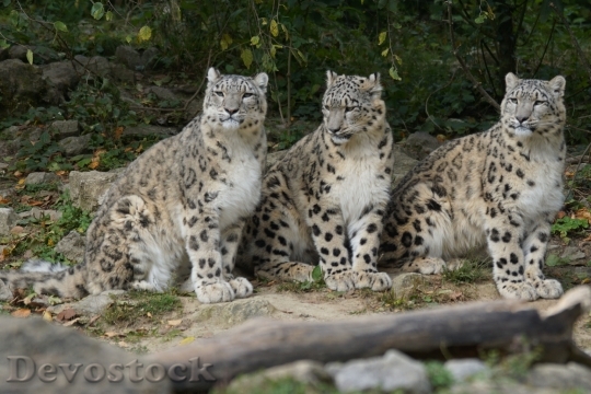 Devostock Snow Leopards Family Boy