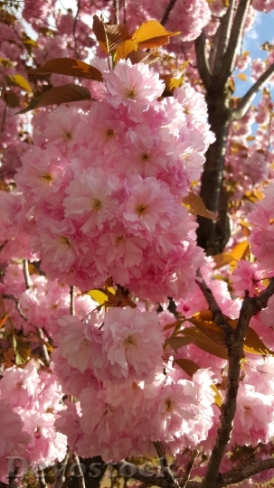 Devostock Spring Blossom Bloom Fruit 1