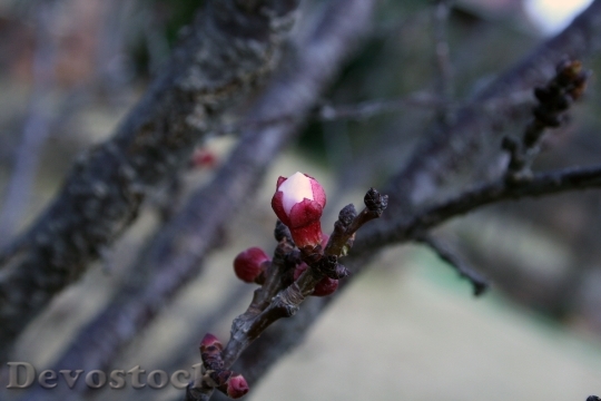 Devostock Spring Blossoms Tree Fruit 0