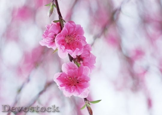 Devostock Spring Cherry Blossoms Pink
