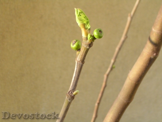 Devostock Spring Fig Fig Tree