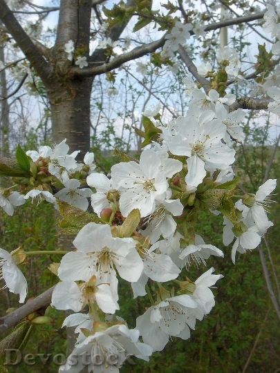 Devostock Spring Flowering Tree White