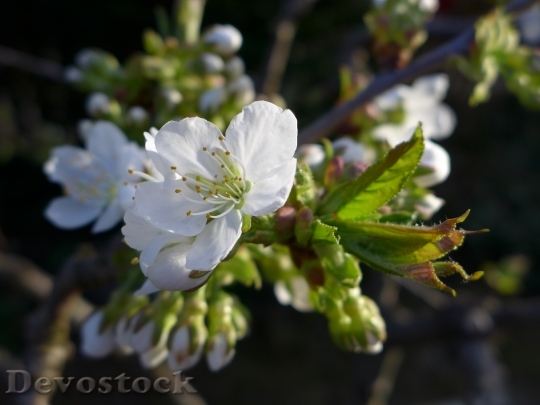 Devostock Spring Flowers Cherry Blossom 0