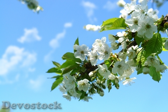 Devostock Spring Flowers Nature 1250068