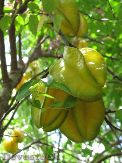 Devostock Star Fruit Plant Tropical