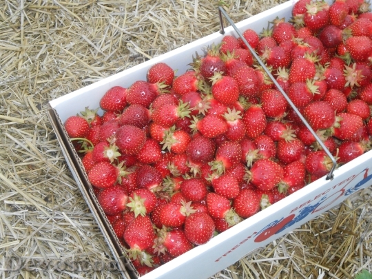 Devostock Strawberries Fresh Fruit Nutrition