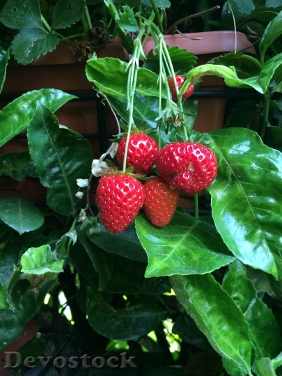 Devostock Strawberries Fruit Garden 1036670