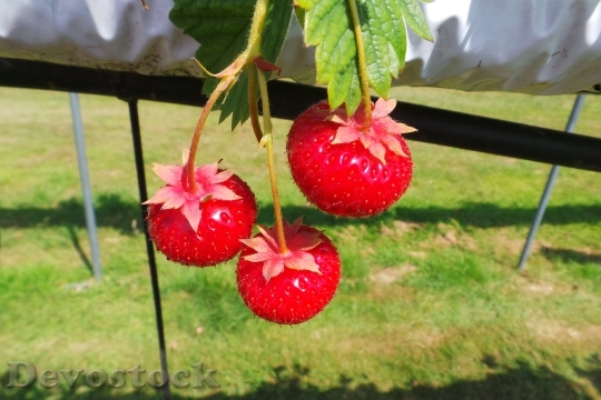 Devostock Strawberries Fruit Juicy Food