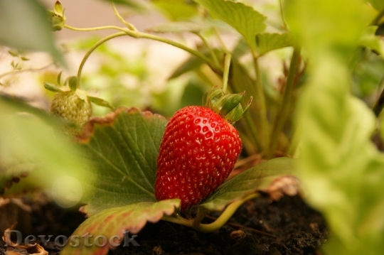 Devostock Strawberries Fruit Sweet Food