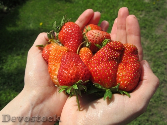 Devostock Strawberries Hands Fruit Fresh 0