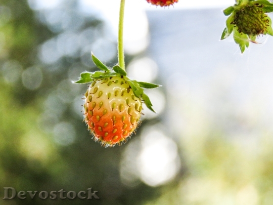 Devostock Strawberries Plants Fruit Unripe