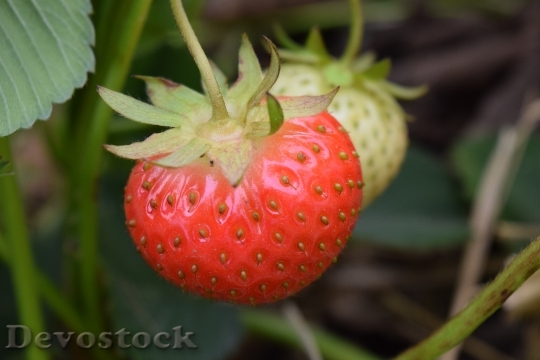 Devostock Strawberry Close Fruits Red