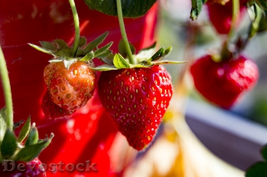 Devostock Strawberry Fruit Berry Food