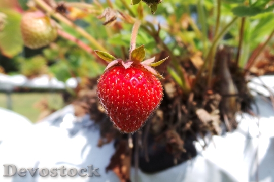 Devostock Strawberry Fruit Juicy Food
