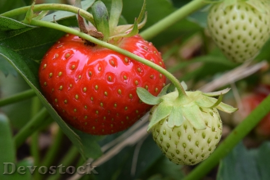 Devostock Strawberry Red Green Fruit