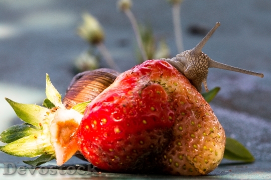 Devostock Strawberry Snail Eat Shell 1