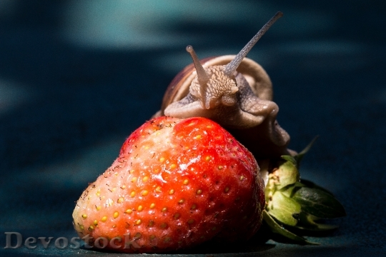 Devostock Strawberry Snail Eat Shell 2