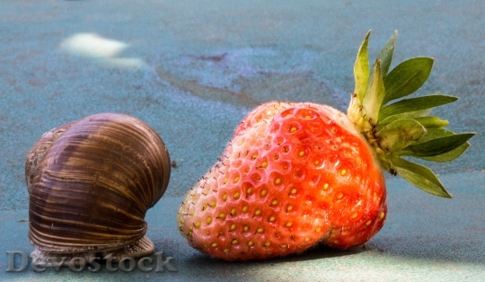 Devostock Strawberry Snail Eat Shell 3