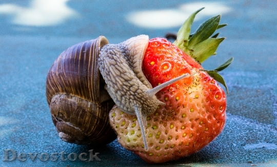 Devostock Strawberry Snail Eat Shell 4