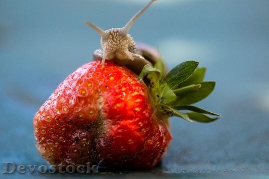Devostock Strawberry Snail Eat Shell
