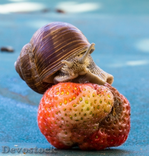 Devostock Strawberry Snail Eat Shell 6