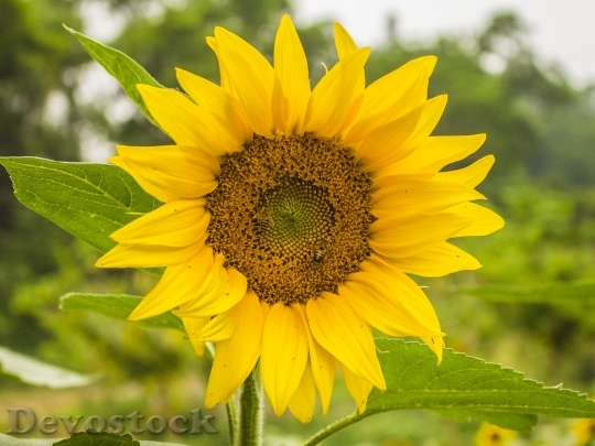 Devostock Sunflower Isolated Mature Fruit