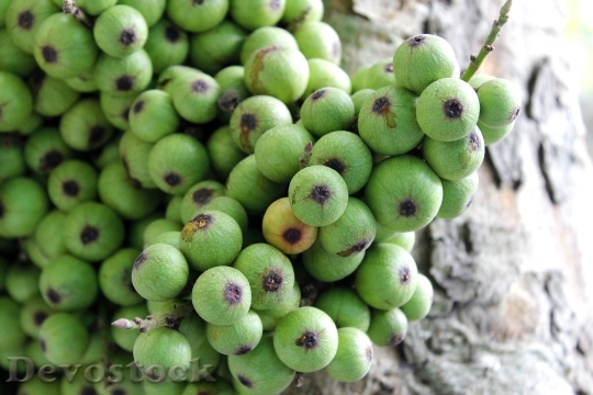 Devostock Sung Green Vietnam Fruit