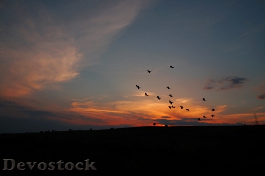 Devostock Sunset Birds Flying