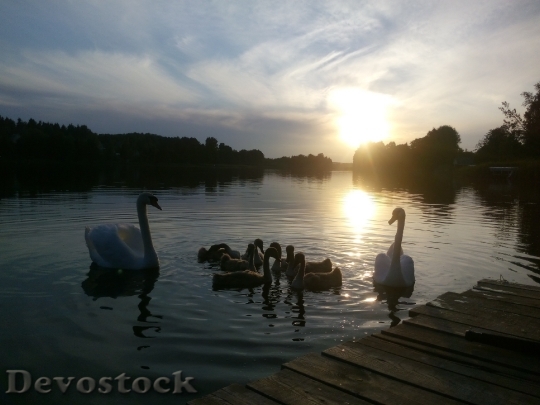 Devostock Sunset Lake Swans Family