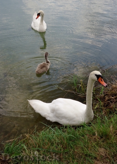 Devostock Swan Baby Water Family 0