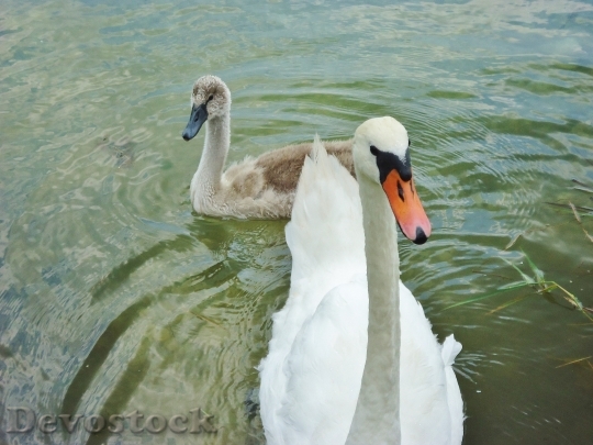 Devostock Swan Baby Water Family 1