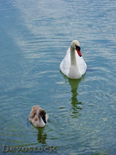 Devostock Swan Baby Water Family