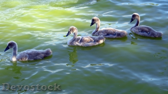 Devostock Swan Bird Water Lake