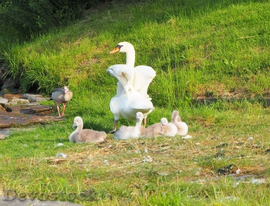 Devostock Swan Chicks Family Swans