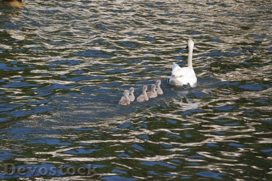 Devostock Swan Cygnets Waterfowl Family