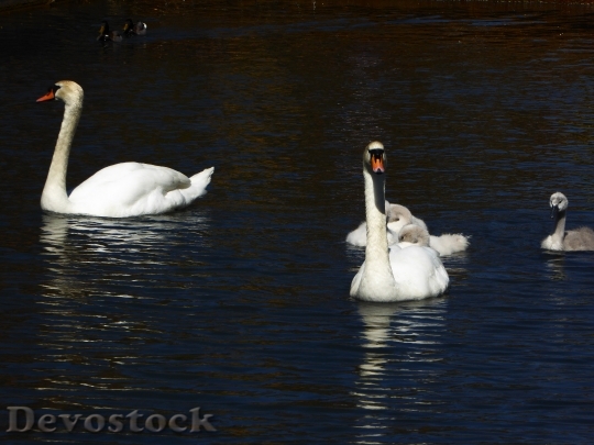 Devostock Swan Family Spring Pond