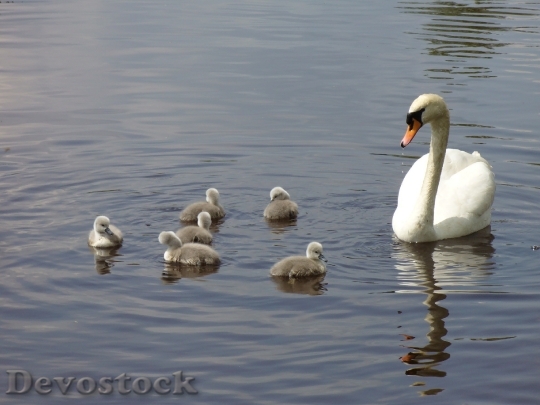 Devostock Swan Family Swan Swan