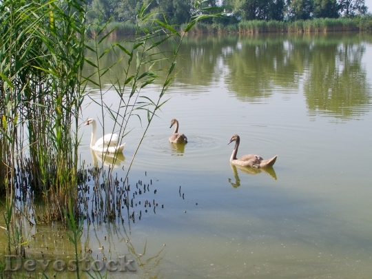 Devostock Swan Family White Swan