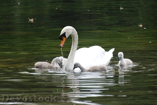 Devostock Swan Pond Animals Water