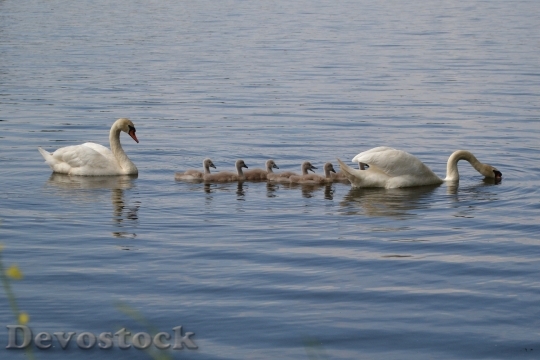 Devostock Swan Pond Chicks Family