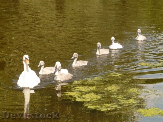 Devostock Swan Swan Family Water 0