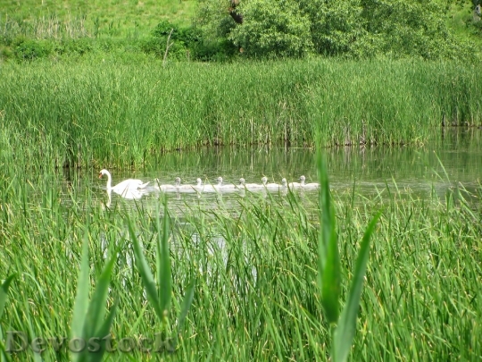 Devostock Swan Swan Family Water