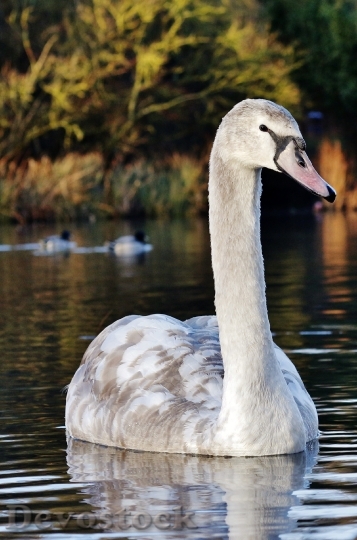 Devostock Swan White Nature Bird